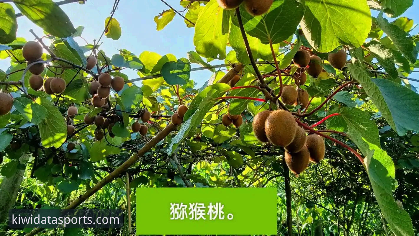 资深用户分享奇异果体育平台使用心得：行业领先的运动数据体验